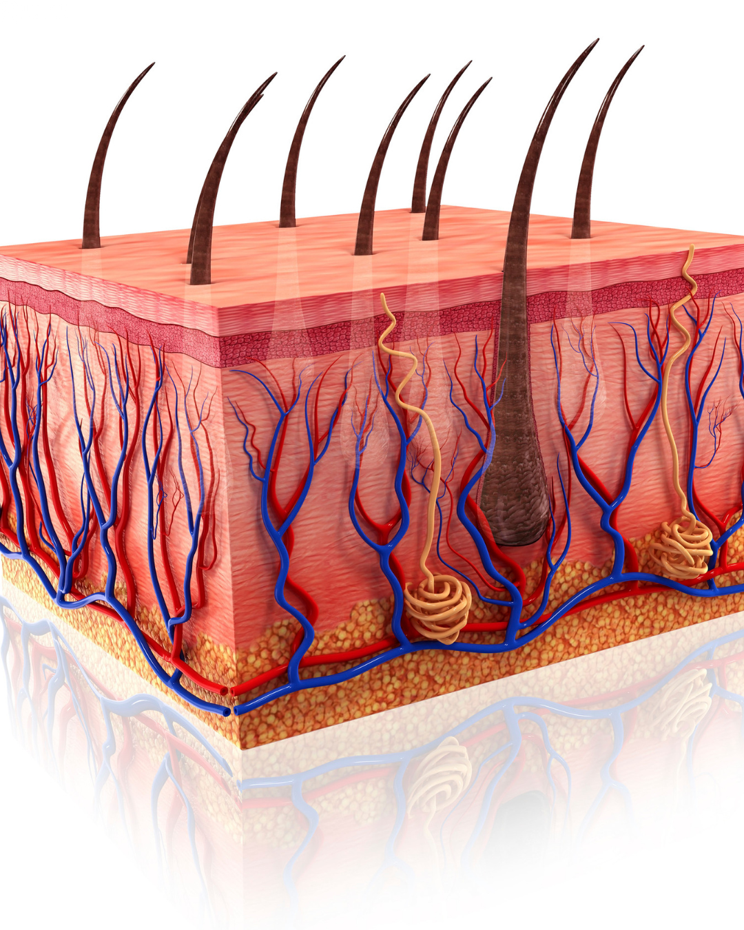 Histopathological analysis of lesion (biopsy)
