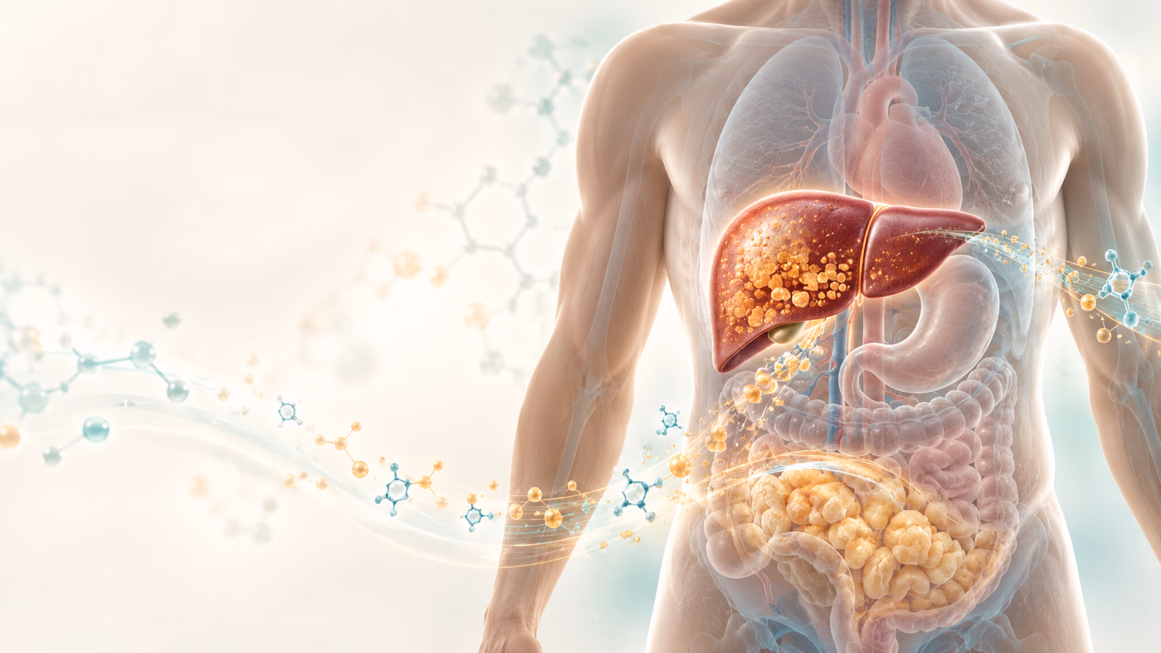 Ilustrație informativă despre Ficatul gras metabolic (MASLD): boala tăcută care merge mână în mână cu rezistența la insulină